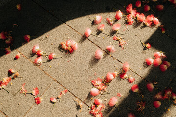 Scattered Persian Silk Tree flowers in Warm Light