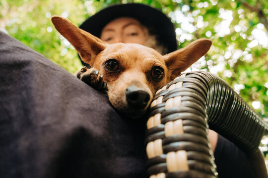 Close-up of Miniature Pinscher resting on owner's arm
