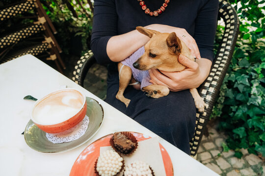 Miniature Pinscher on lap at outdoor cafe table