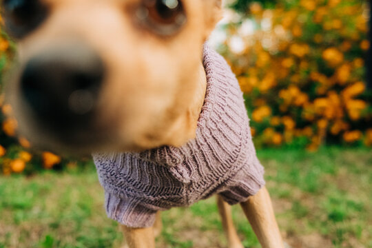 Curious Miniature Pinscher in sweater sniffing camera lens