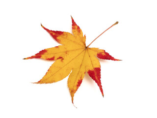 黄葉したカエデの葉