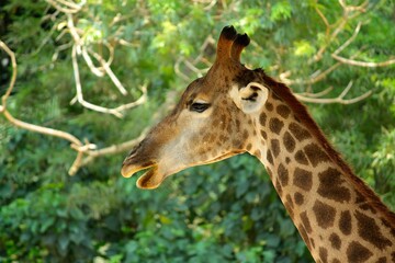 Girafa no Zoológico