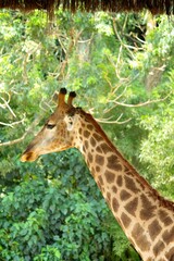 Girafa no Zoológico