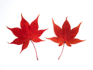 黄葉したカエデの葉