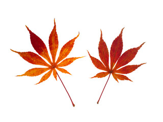 Fototapeta premium 紅葉したカエデの葉