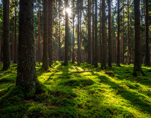 Fototapeta premium Sunlight filters through tall pine trees, illuminating the vibrant green moss covering the forest floor, creating a serene and magical natural scene.