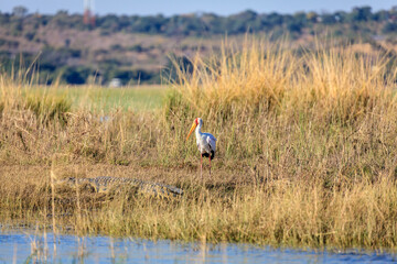 Yellow-billed stork