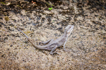 Brown basilisk lizard