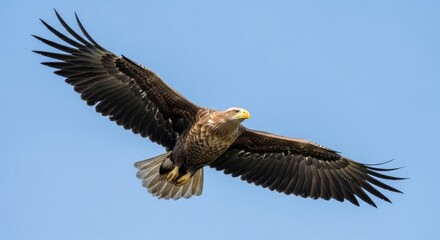 Obraz premium Majestic White-tailed Eagle in Full Flight Against a Bright Blue Sky, Displaying Impressive Wingspan and Detailed Plumage