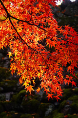 小諸城址懐古園の紅葉