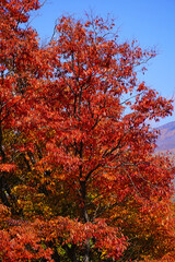 小諸城址懐古園の紅葉