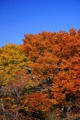 小諸城址懐古園の紅葉