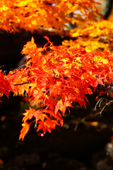 小諸城址懐古園の紅葉