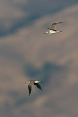 Greater yellowlegs flying, seen in the wild in North California