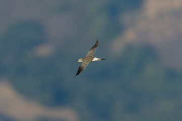 Greater yellowlegs flying, seen in the wild in North California