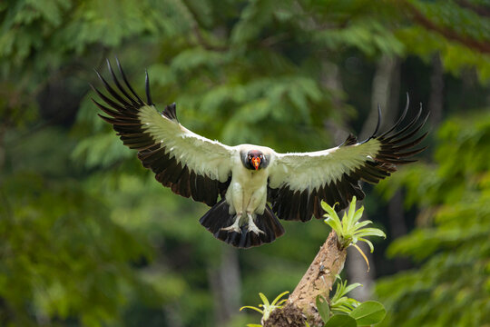 King vulture in frontal flight