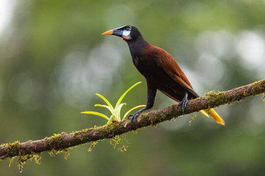 Montezuma oropendola on branch