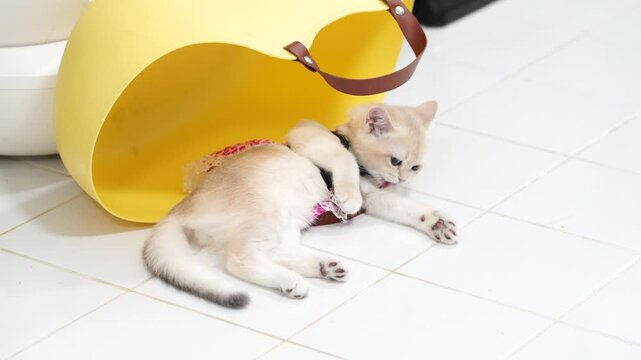 Cozy Indoor Scene of Playful Kitten Resting on Tiled Floor Next to Bright Yellow Object, Showcasing Cute Feline in Colorful Harness with Relaxed Demeanor and Adorable Features
