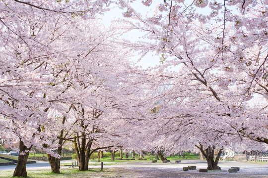 山形城公園の桜