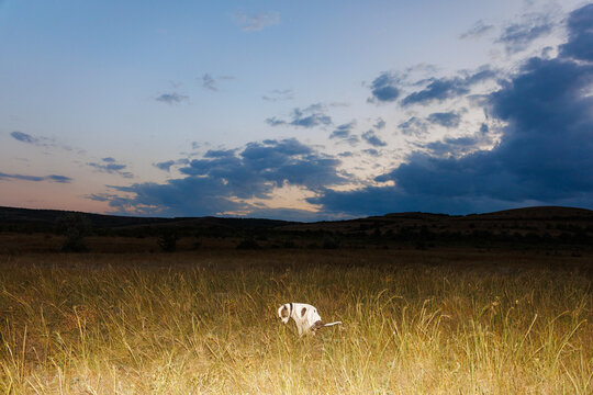 Dog In Wilderness Landscape View