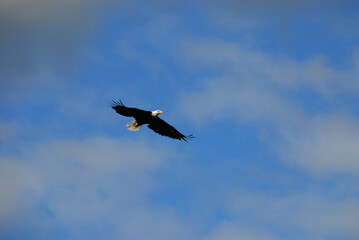 birds-alaska-uncropped-close-up-beautiful-bald-eagle-wings-out-flying-against-clear-blue-sky