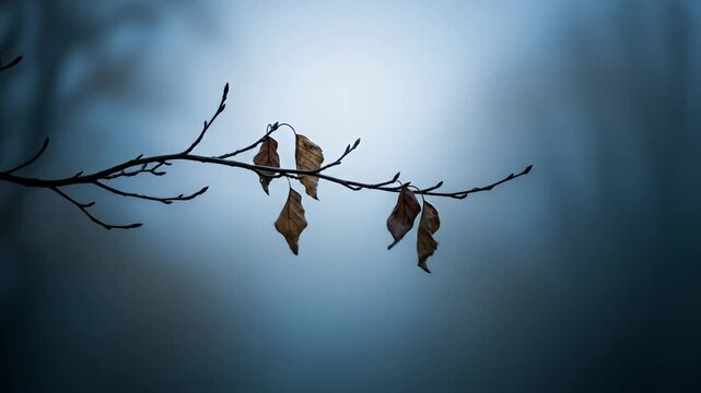 Bare tree branch with a few dry leaves against a misty blue background.