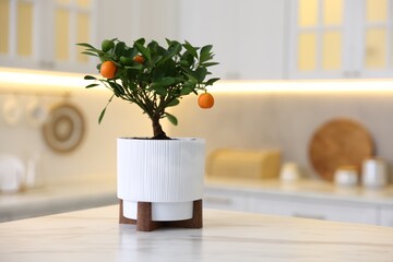 Potted tangerine tree on white marble table in kitchen, space for text