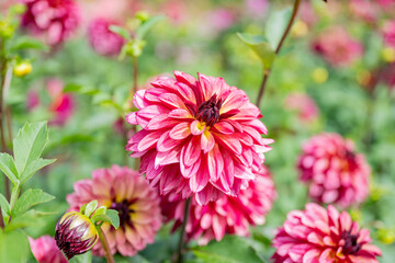 Vibrant Pink Dahlias Blooming in a Scenic Garden