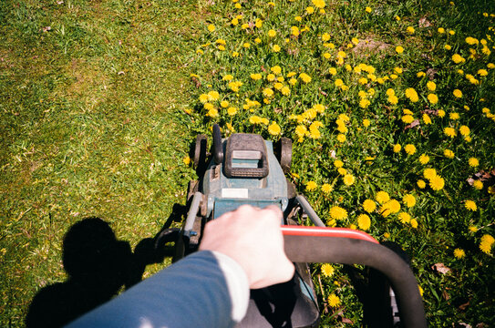 Mowing dandelions with lawn mower on sunny day
