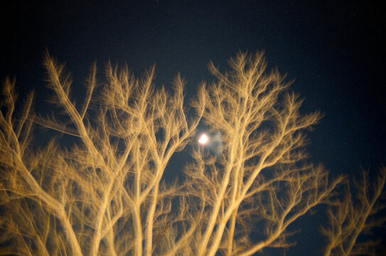 Slow shutter trees, illuminated yellow by streetlights, moon visible