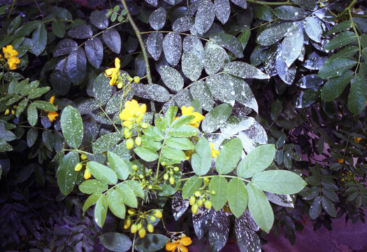 Candlestick Cassia Flowering in greenhouse spattered with white 