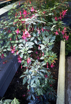 Pink plant lowering in greenhouse spattered with white 