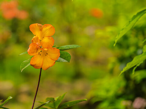  Orange Vireya Rhododendron Clare Rouse