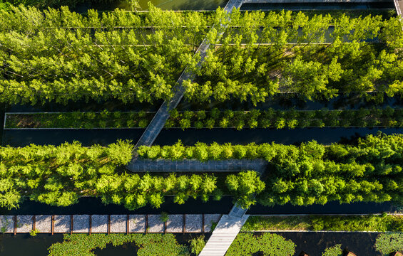 Aerial view of wooden walkways crossing green wetland park with trees