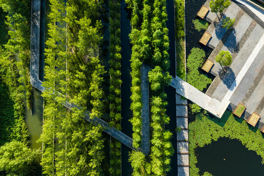 Aerial view of wooden walkways crossing green wetland park with trees