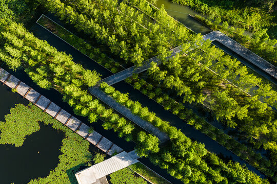 Aerial view of wooden walkways crossing green wetland park with trees