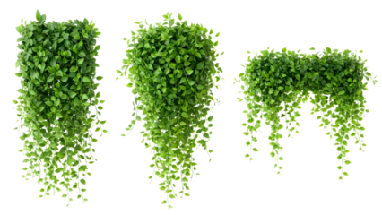 Three lush hanging ivy plants on isolated background for modern home decor and fresh interior design trends