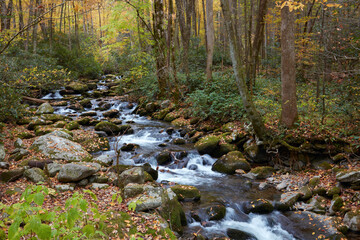 Fast-Flowing Forest Stream Over Moss-Covered Rocks