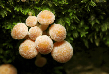 モフモフかわいい、産毛の生えたボーロのような猛毒のニガクリタケキノコの幼菌（自然下茸類マクロ撮影）