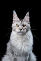 Adult Maine Coon Cat Portrait © furryfritz