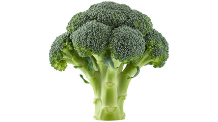 Fresh Green Broccoli Head with Thick Stem on Black Background vegetable healthy