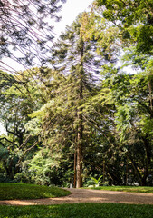 Tall Pine Tree In The Middle Of A Lush Green Park
