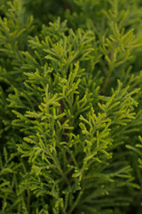 A Close-Up of Young Pine Needles