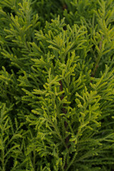 A Close-Up of Young Pine Needles