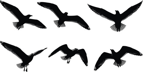 Dynamic flying bird silhouettes in multiple wing positions, detailed vector illustration of seagulls in flight, perfect for wildlife graphics, nature themes, coastal designs, and creative artwork
