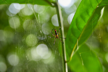 Close-up view of spider on web in forest