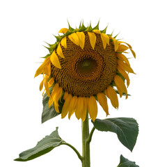 Single Tall Sunflower with Yellow Petals Against Black bloom