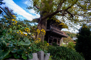 Fototapeta premium 鎌倉251121 英勝寺13 山門＆薬師草