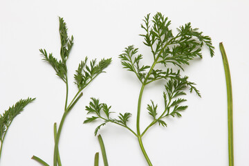 Cenoura e folhas em detalhes studio