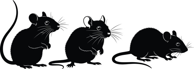 Set of Black Mouse or Rat Silhouette Vector Illustrations Showing Different Standing and Crawling Poses for Pest Control, Rodent, and Animal Design